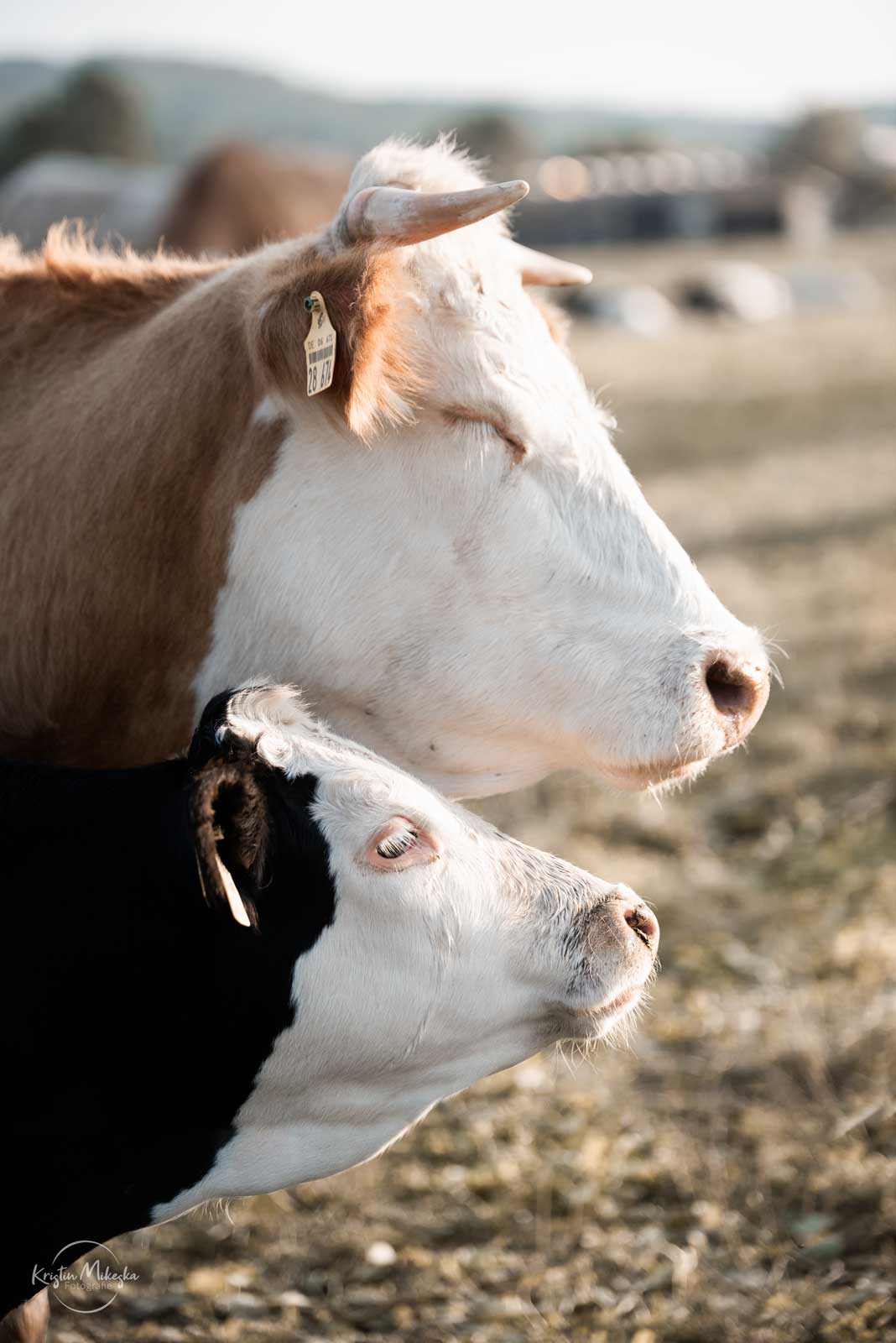 Fleckvieh Kuh und Kalb