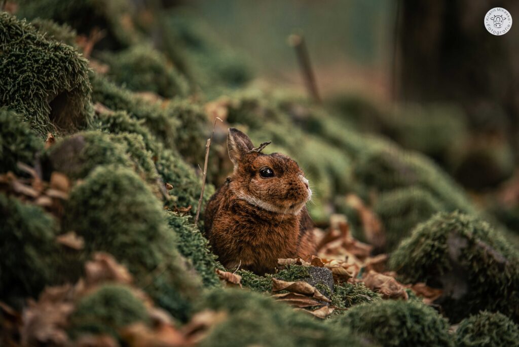 Kaninchen sitzt in Mooslandschaft