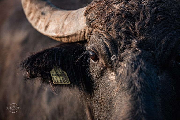 Auge eines Wasserbüffels