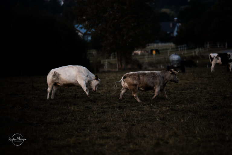 Zwei Rinder spielen auf der Weide