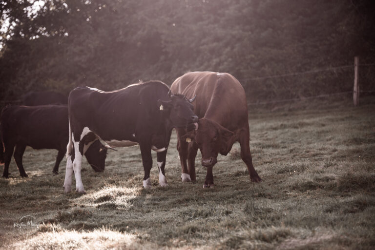 Zwei Rinder am Kuscheln