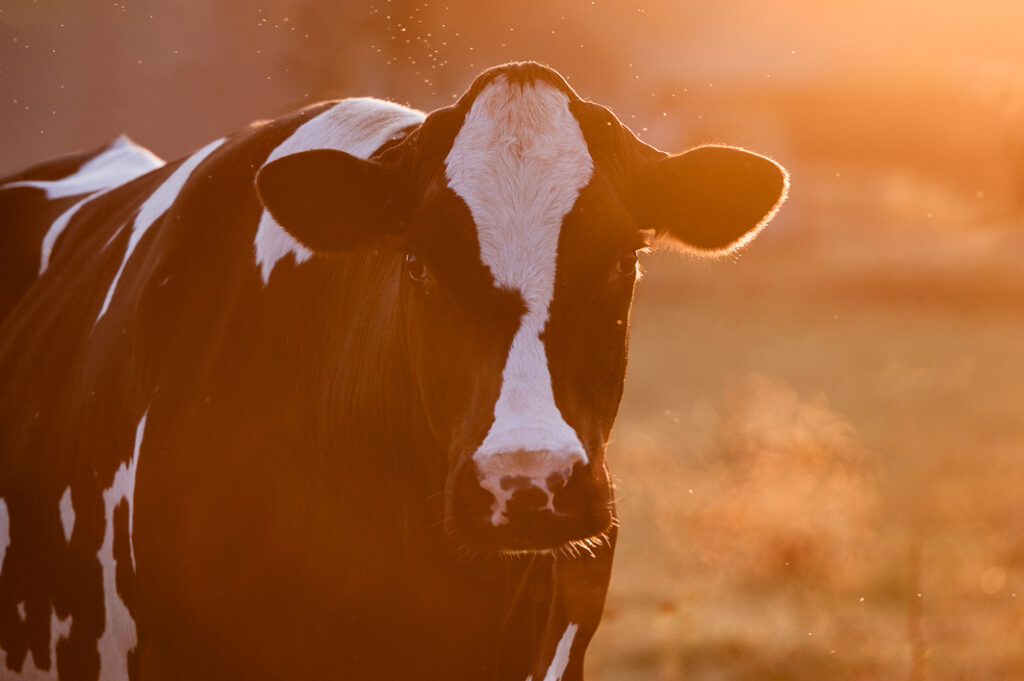 Holsteinrind im Sonnenuntergang mit Gegenlicht