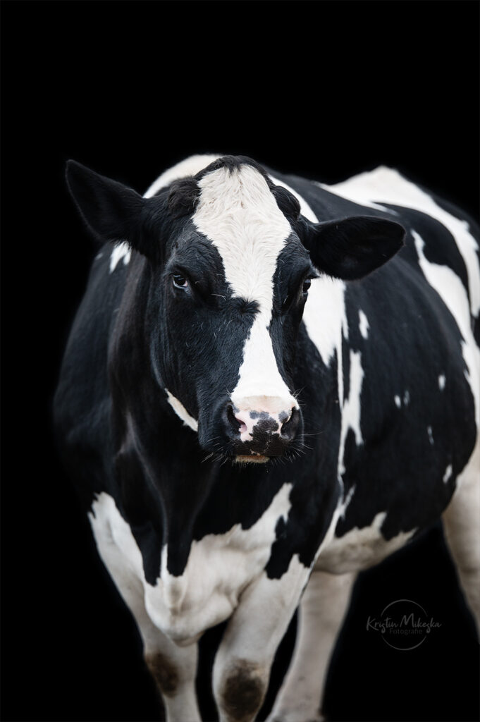 Holsteinkuh vor schwarzem Hintergrund