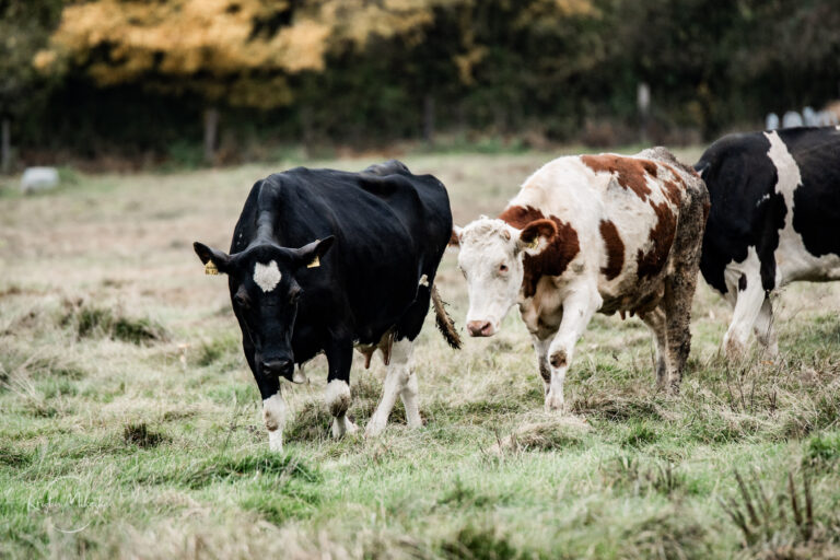 drei Rinder auf der Wiese