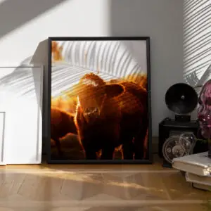 Kuhfoto "Curly Kiss" Poster 50 x 70 cm