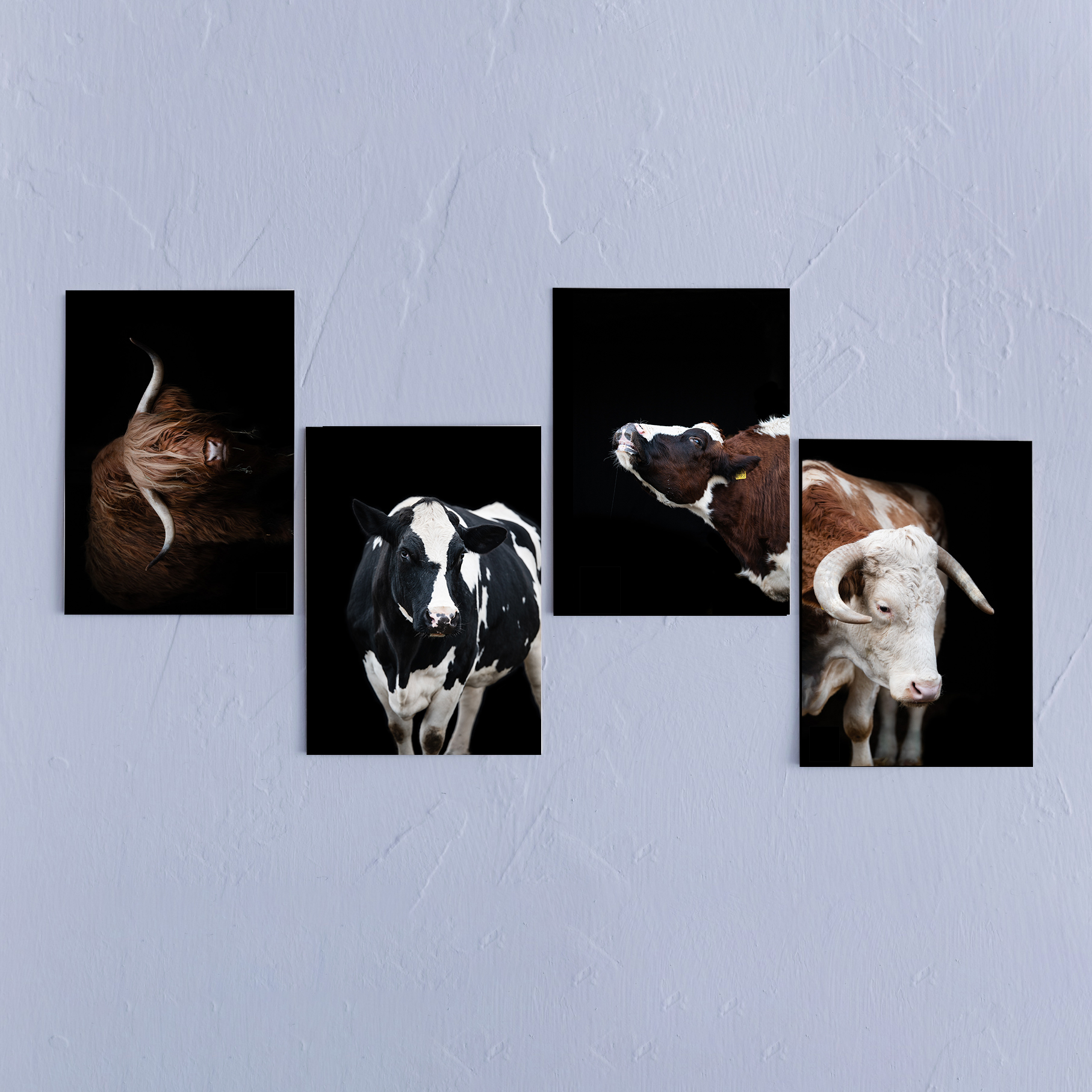 Edles Kuh-Postkartenset – "Rinder im Fokus"