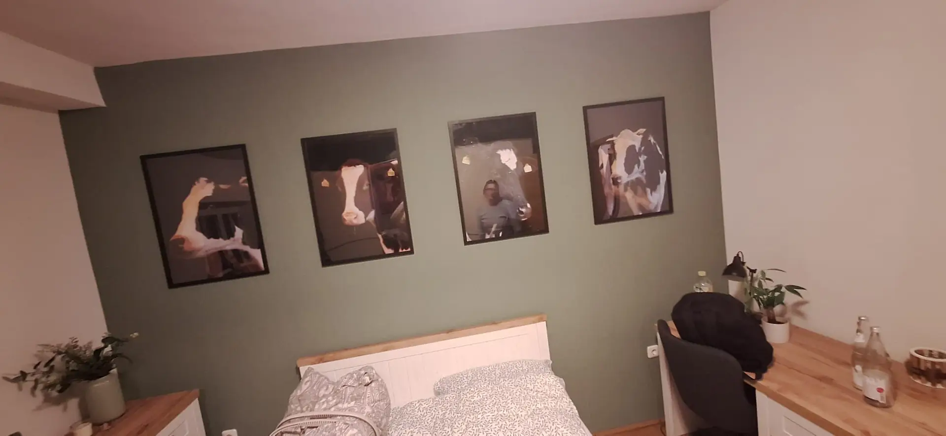 vier Rinder als Bilder an einer grünen Wand süße Kuhbilder