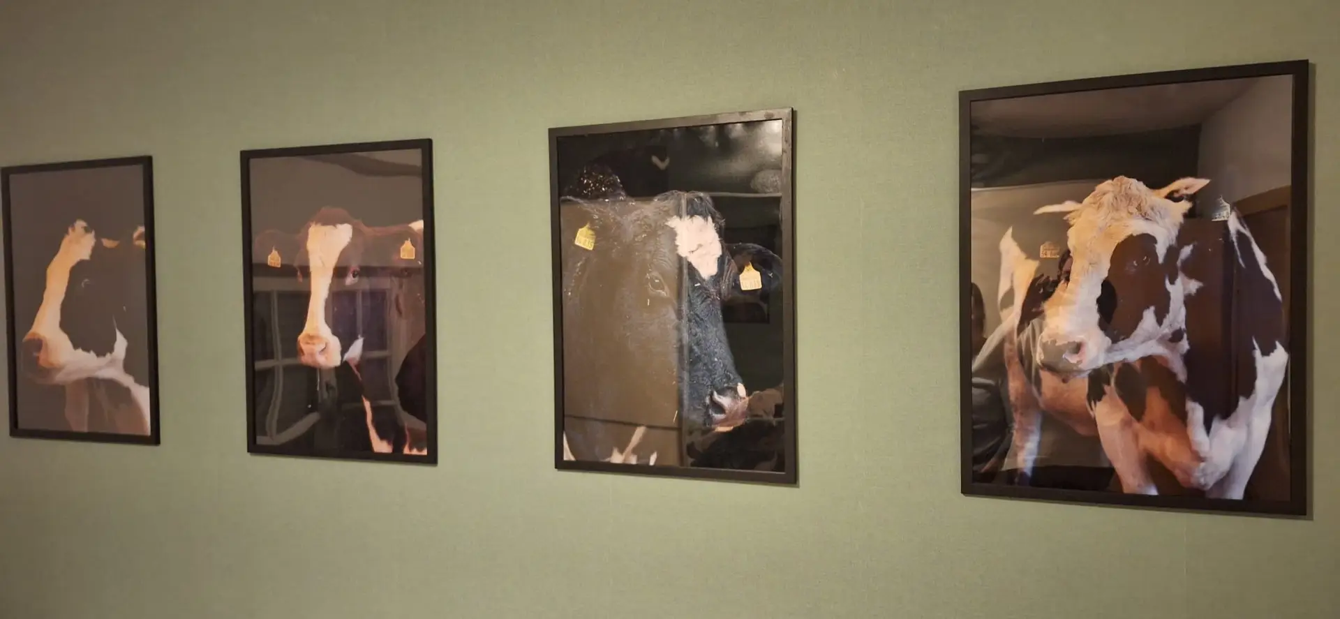 vier Rinder als Bilder an einer grünen Wand