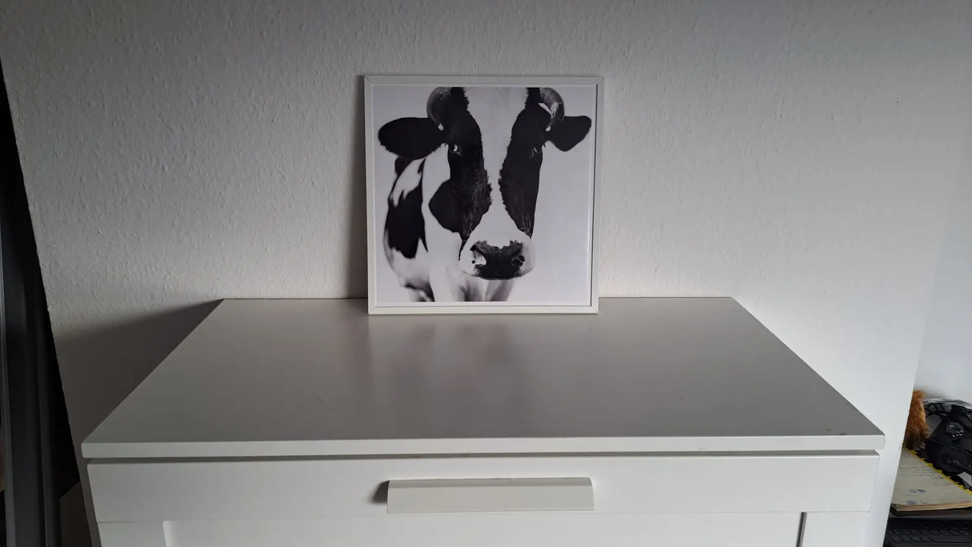 Holstein Kuh vor weißem Hintergrund