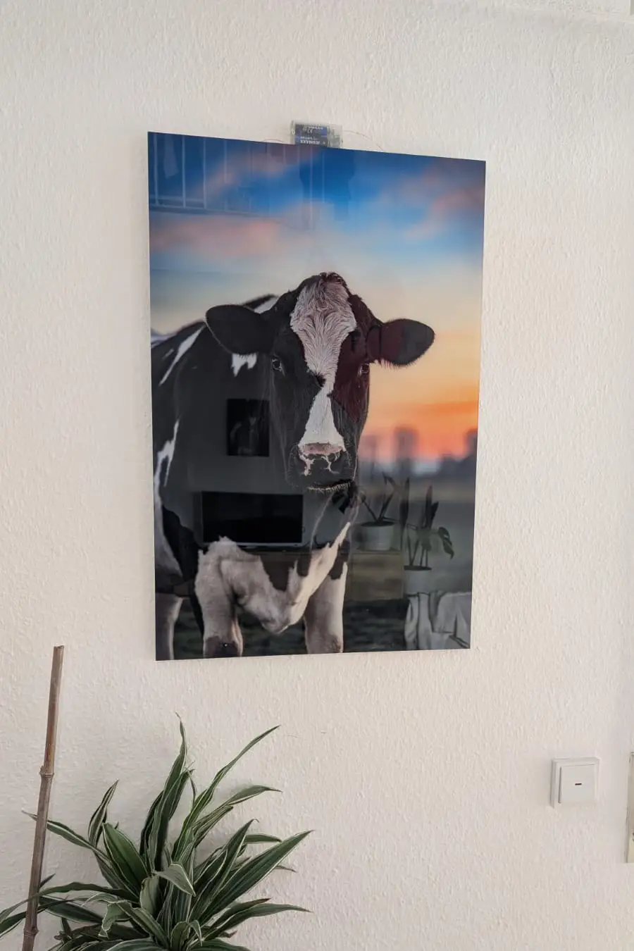 Holsteinkuh im Sonnenuntergang auf Acrylglas