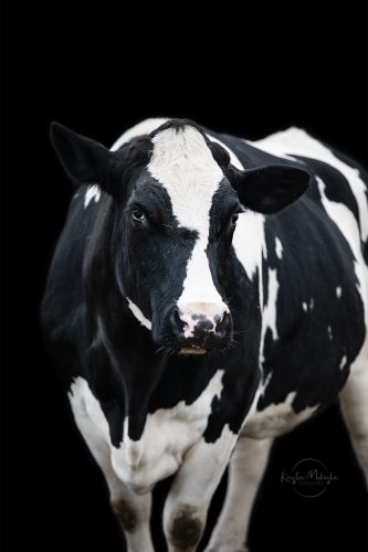 Holsteinkuh vor schwarzem Hintergrund