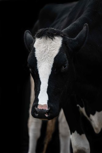 Holstein vor schwarzem Hintergrund