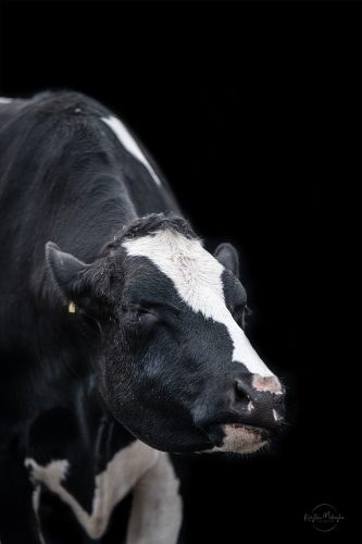 Holsteinkuh vor schwarzem Hintergrund