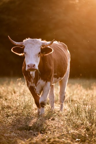 Rind im Sonnenuntergang
